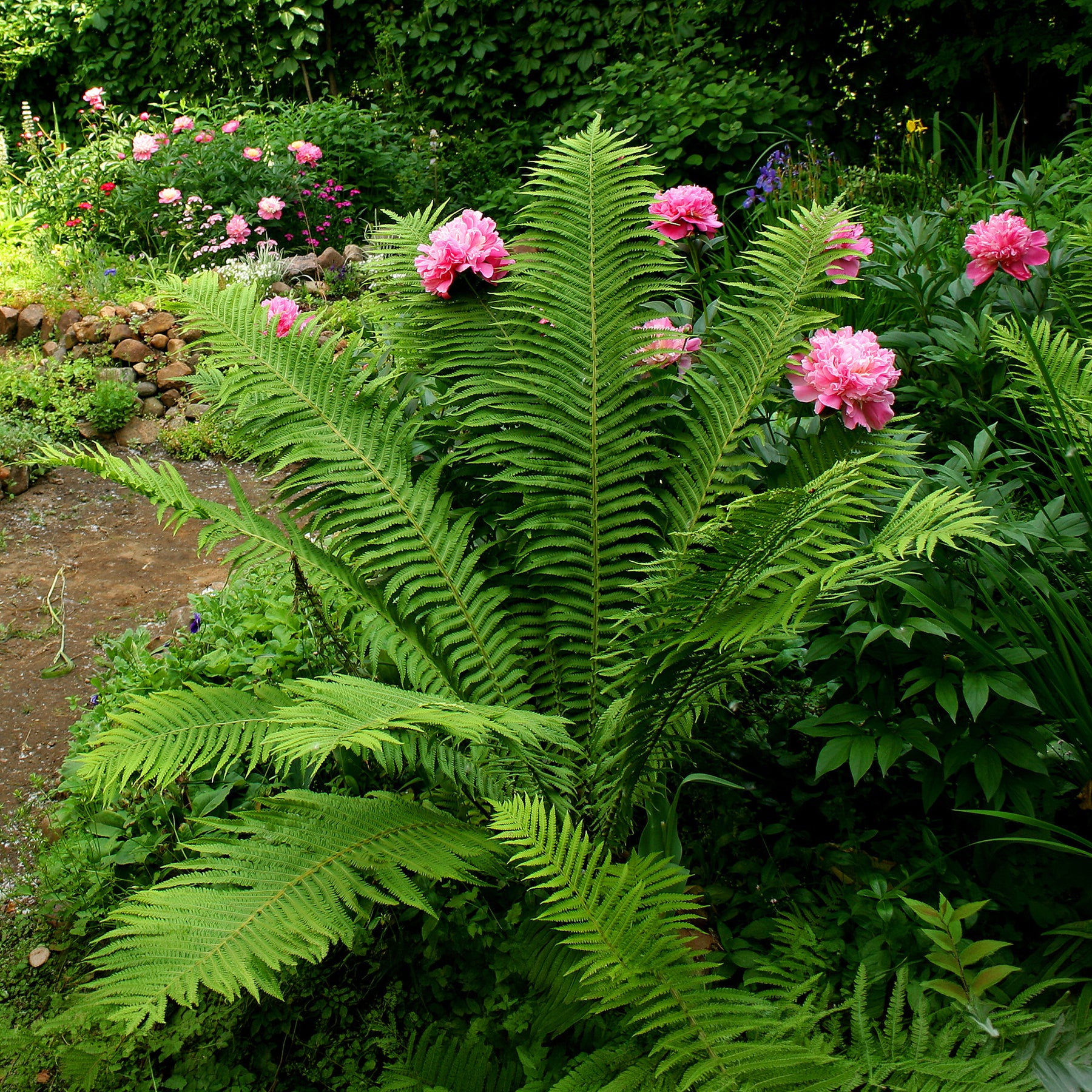 Verkoop Matteuccia struthiopteris - Struisvaren (x2)