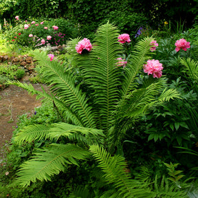 Verkoop Matteuccia struthiopteris - Struisvaren (x2)