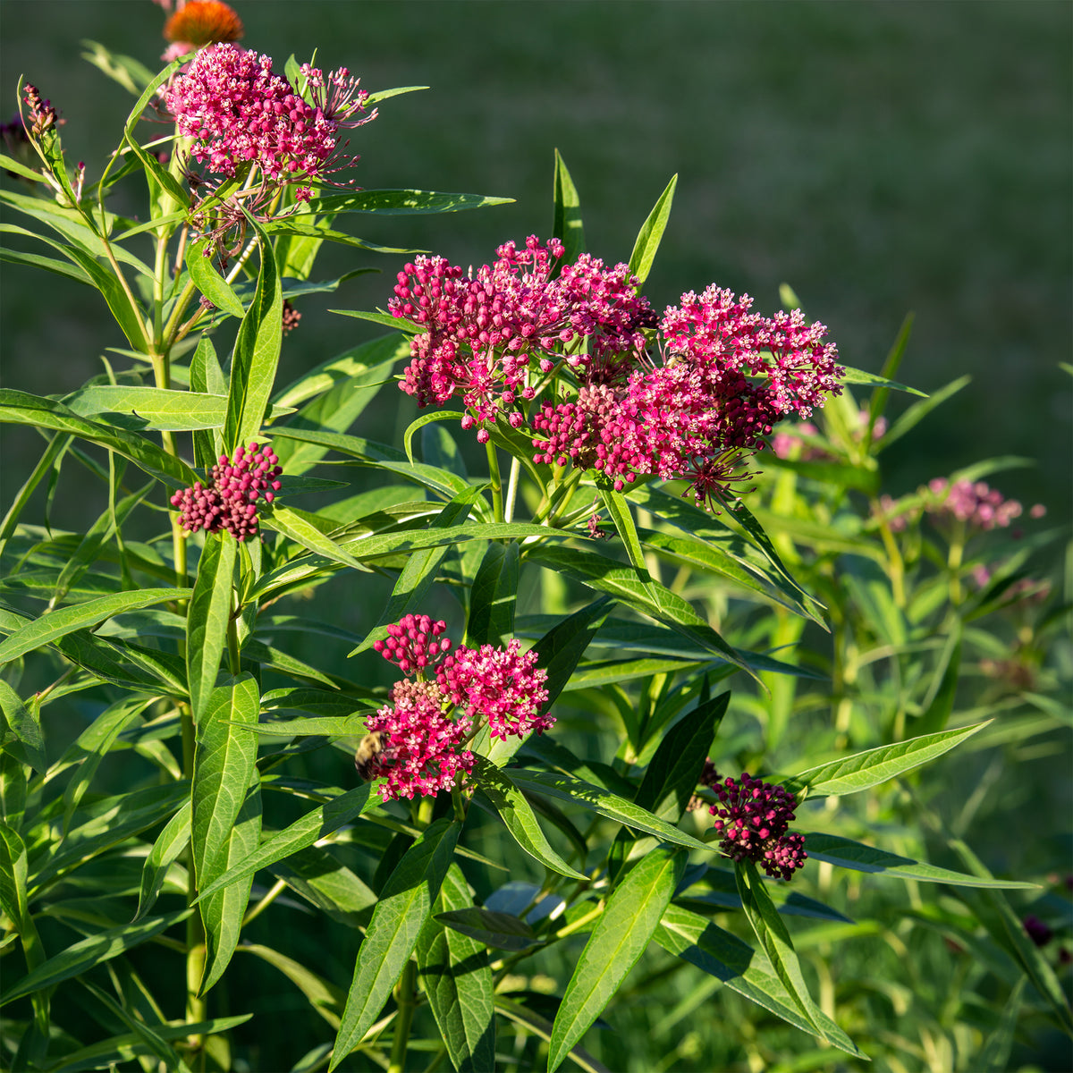 Asclepia incarnata soulmate - Rode zijdeplant Soulmate (x3) - Vaste planten