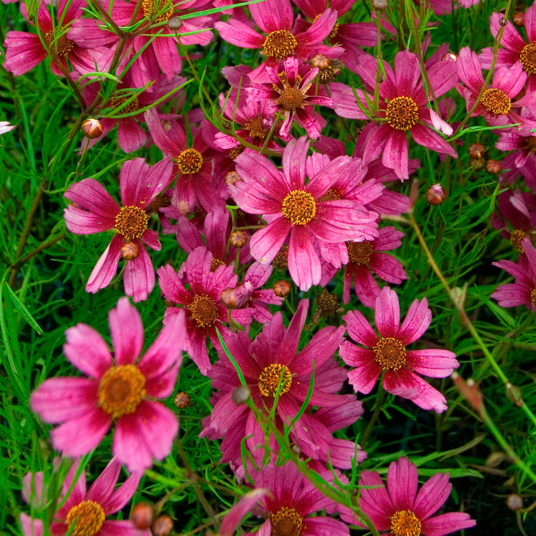 Meisjesogen Heaven's Gate - Coreopsis rosea heaven's gate - Willemse