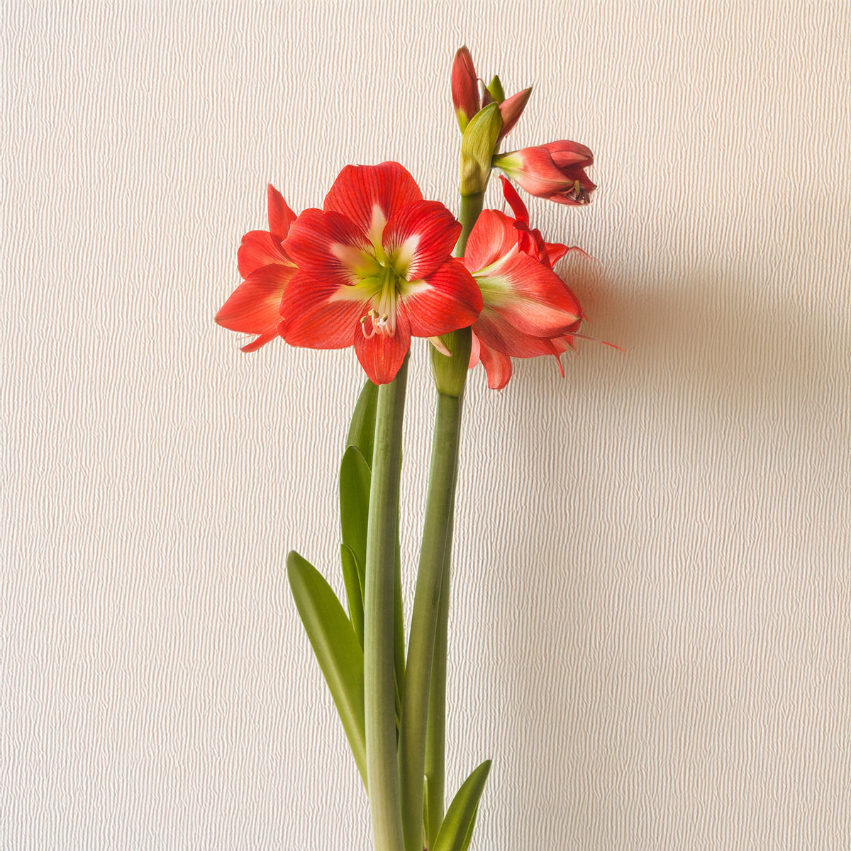 Amaryllis 'Eye Catcher' (x3)