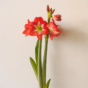 Amaryllis 'Eye Catcher' (x3)