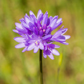 Dichelostemma - Willemse
