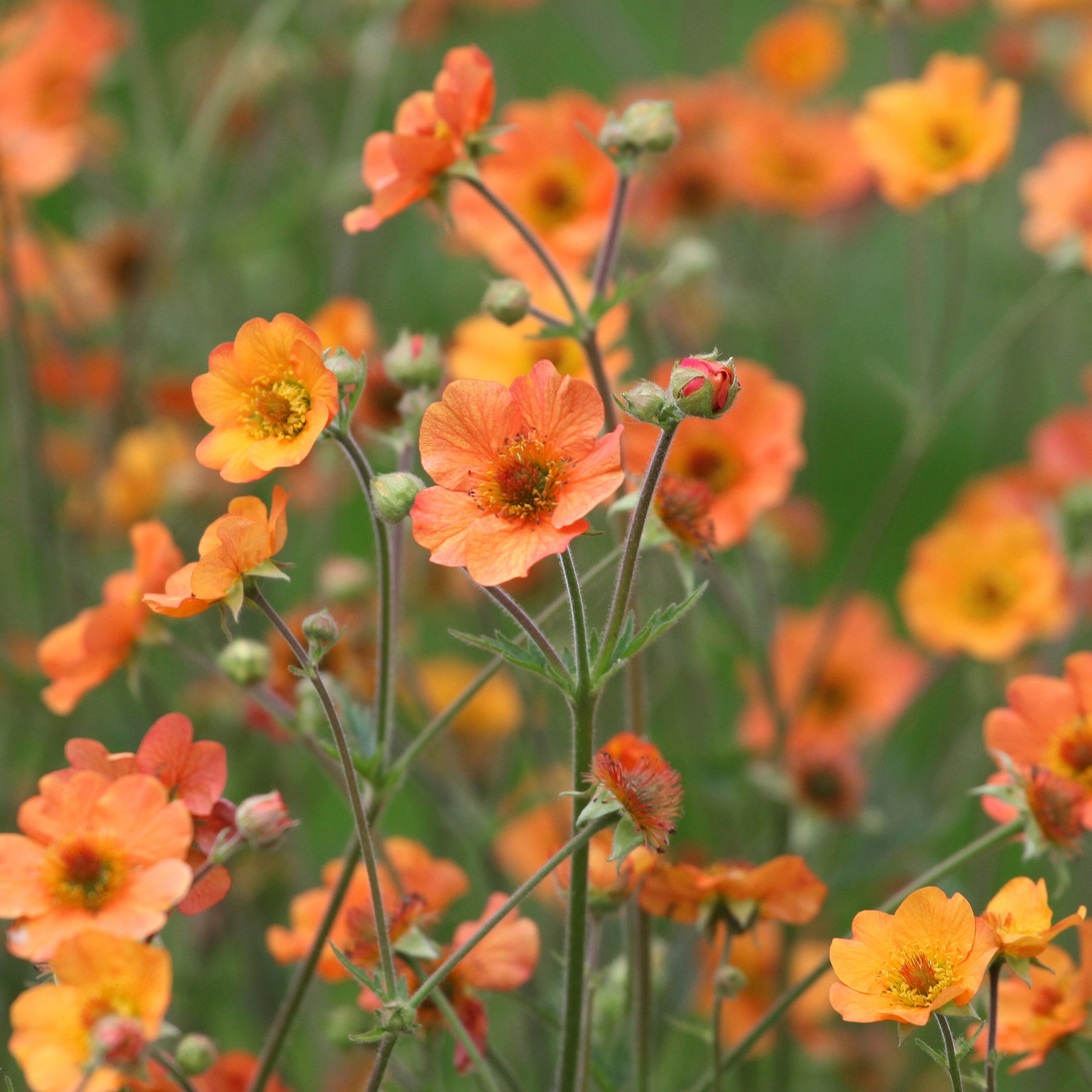 Nagelkruid Totally Tangerine - Geum - Willemse