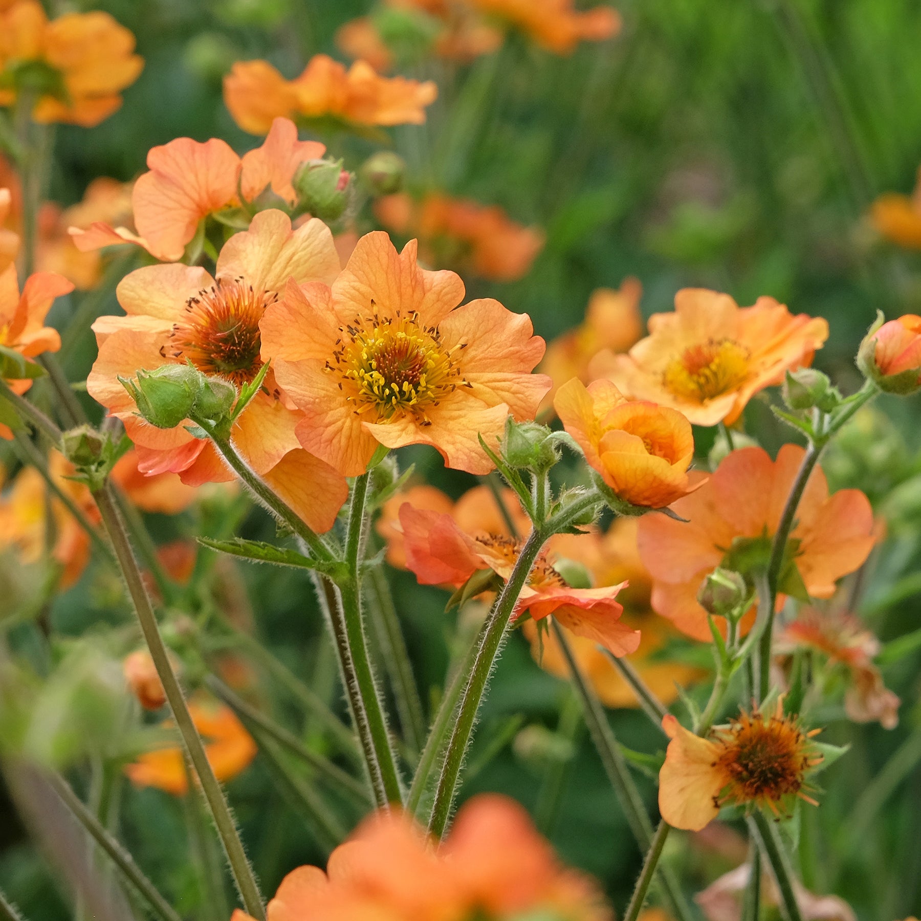 Verkoop Nagelkruid Totally Tangerine
