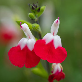Salie 'Hotlips' - Salvia microphylla hotlips (grahamii) - Willemse