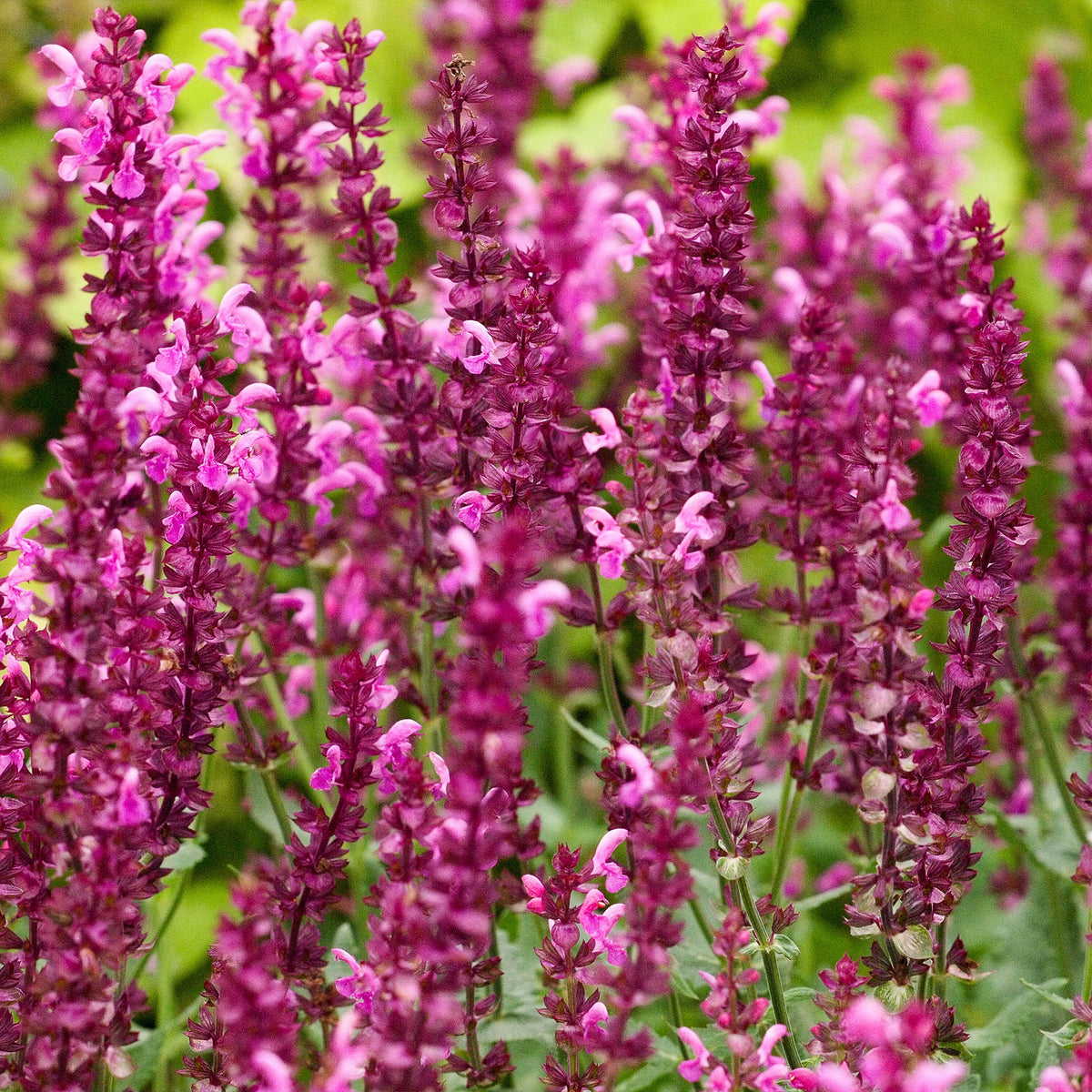 Salie 'Friesland Pink' (x3) - Salvia nemorosa friesland pink - Willemse
