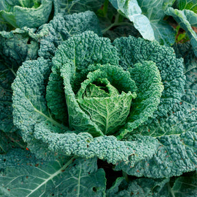 Savooiekool 'Capriccio F1' - Brassica oleracea sabauda capriccio f1 - Willemse