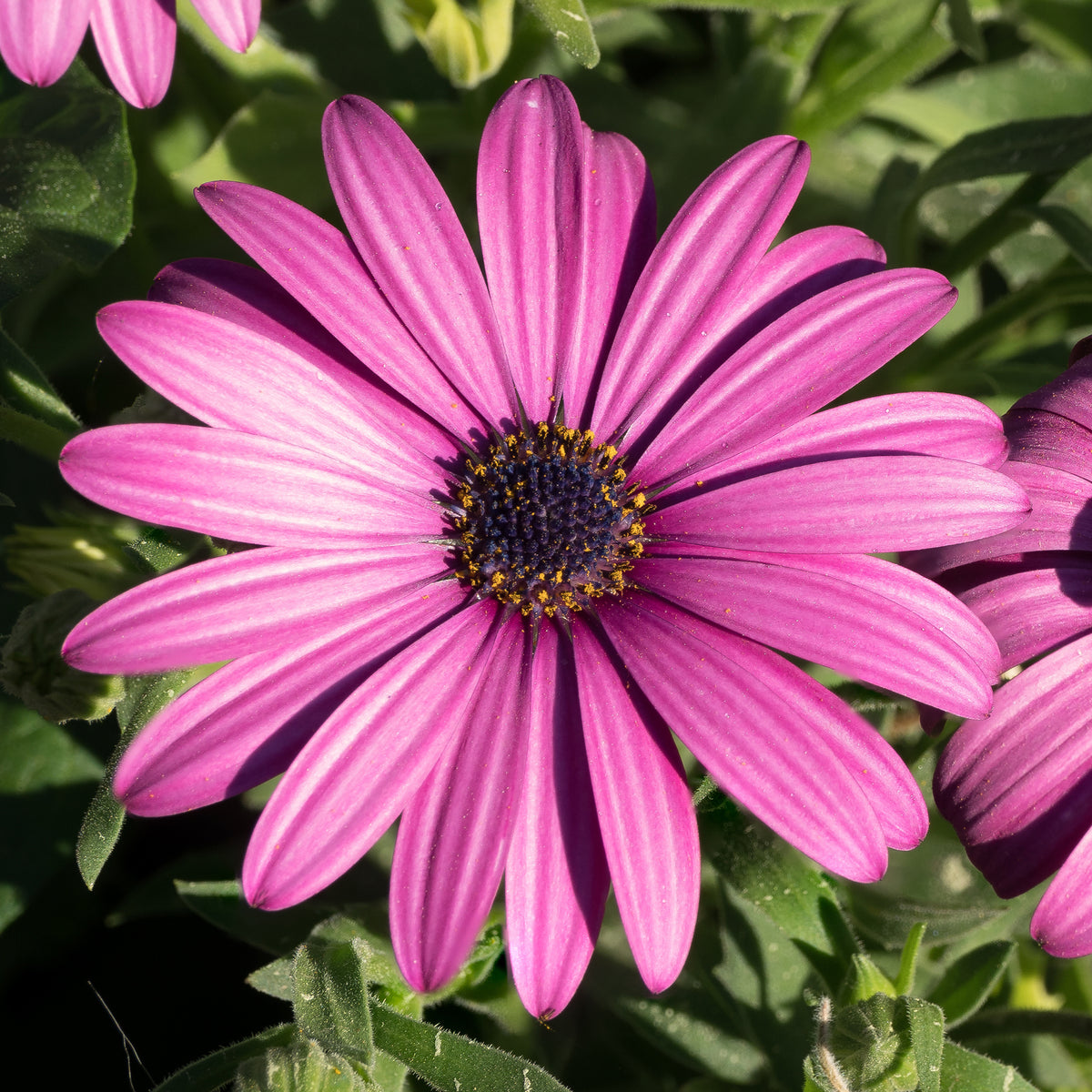 Spaanse margriet - paars (x3) - Willemse