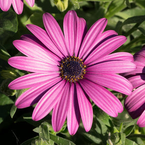 Spaanse margriet - paars (x3) - Willemse