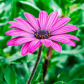 Osteospermum margarita purple - Spaanse margriet - paars (x3) - Balkon- en terrasplanten voor pot en bak