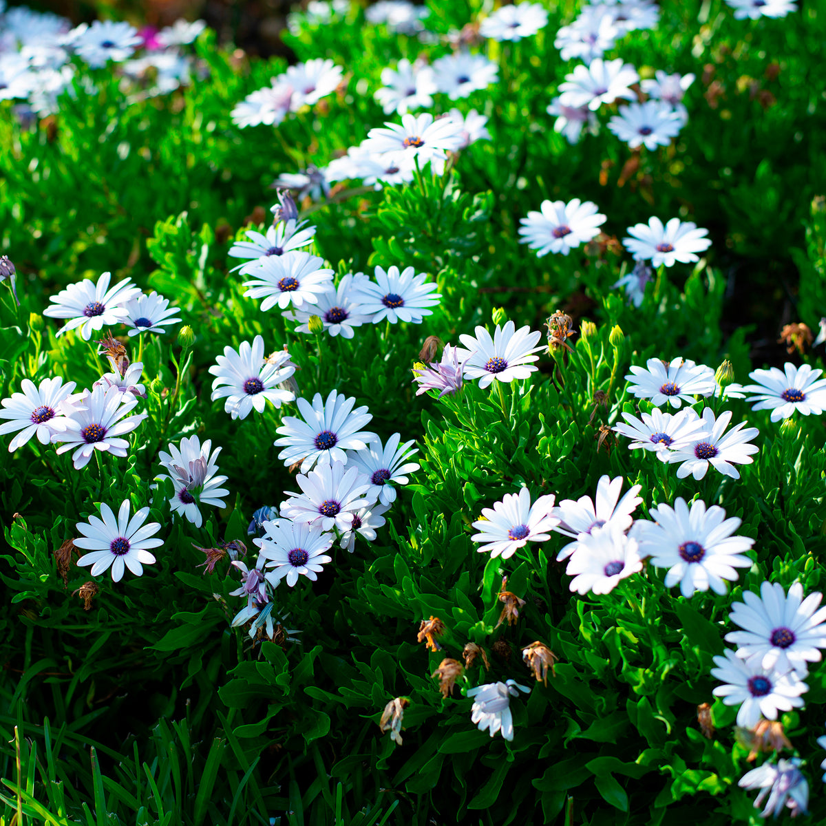 Margiet - wit (x3) - Osteospermum margarita white - Willemse