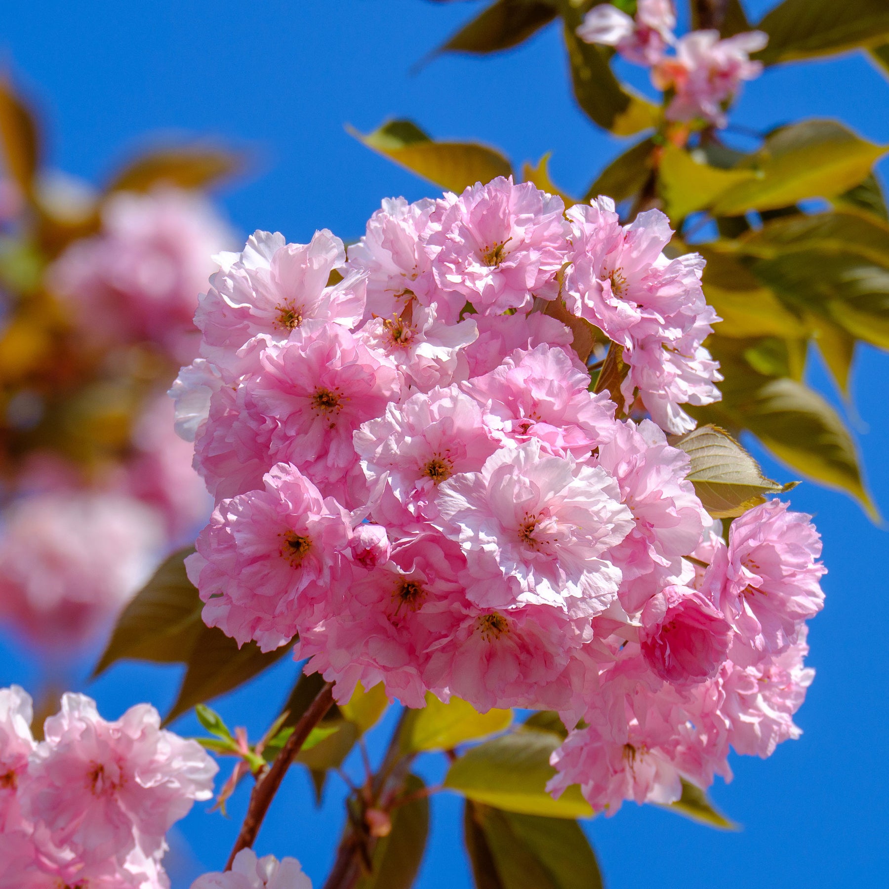 Prunus serrulata Kanzan - Japanse sierkers 'Kanzan' - Japanse kersenbloesem - Prunus