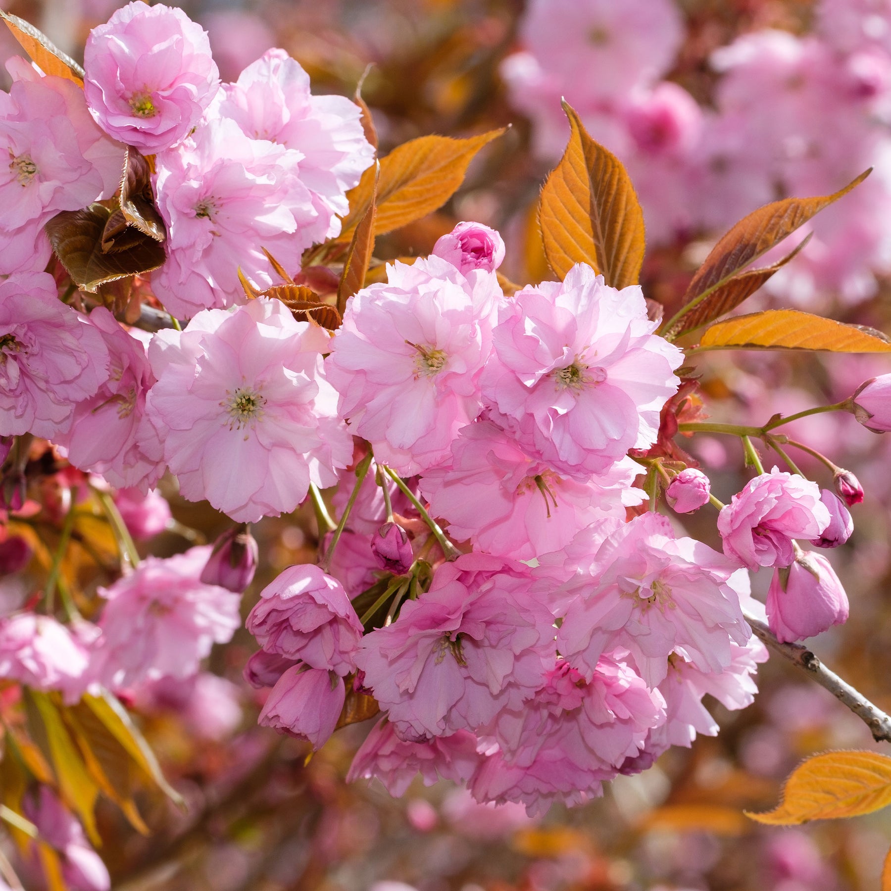 Japanse sierkers 'Kanzan' - Prunus serrulata Kanzan - Willemse