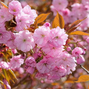 Japanse sierkers 'Kanzan' - Prunus serrulata Kanzan - Willemse