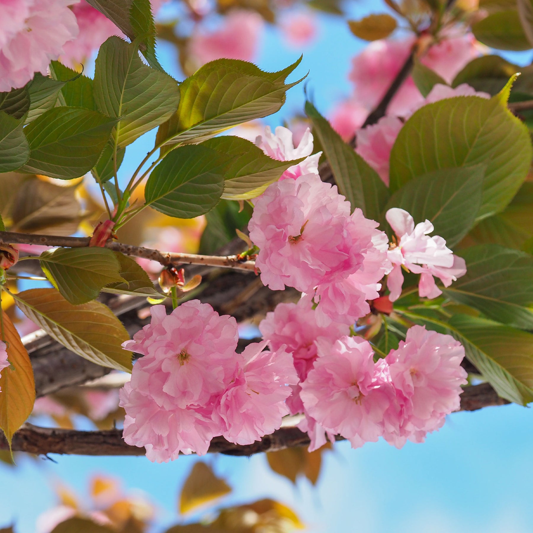 Japanse kersenbloesem - Prunus - Japanse sierkers 'Kanzan' - Prunus serrulata Kanzan