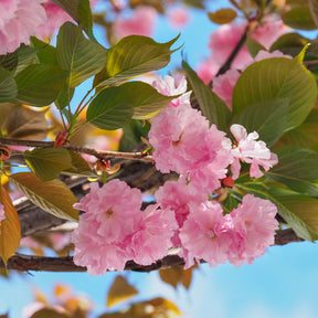Japanse kersenbloesem - Prunus - Japanse sierkers 'Kanzan' - Prunus serrulata Kanzan