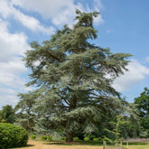 Blauwe ceder - Willemse