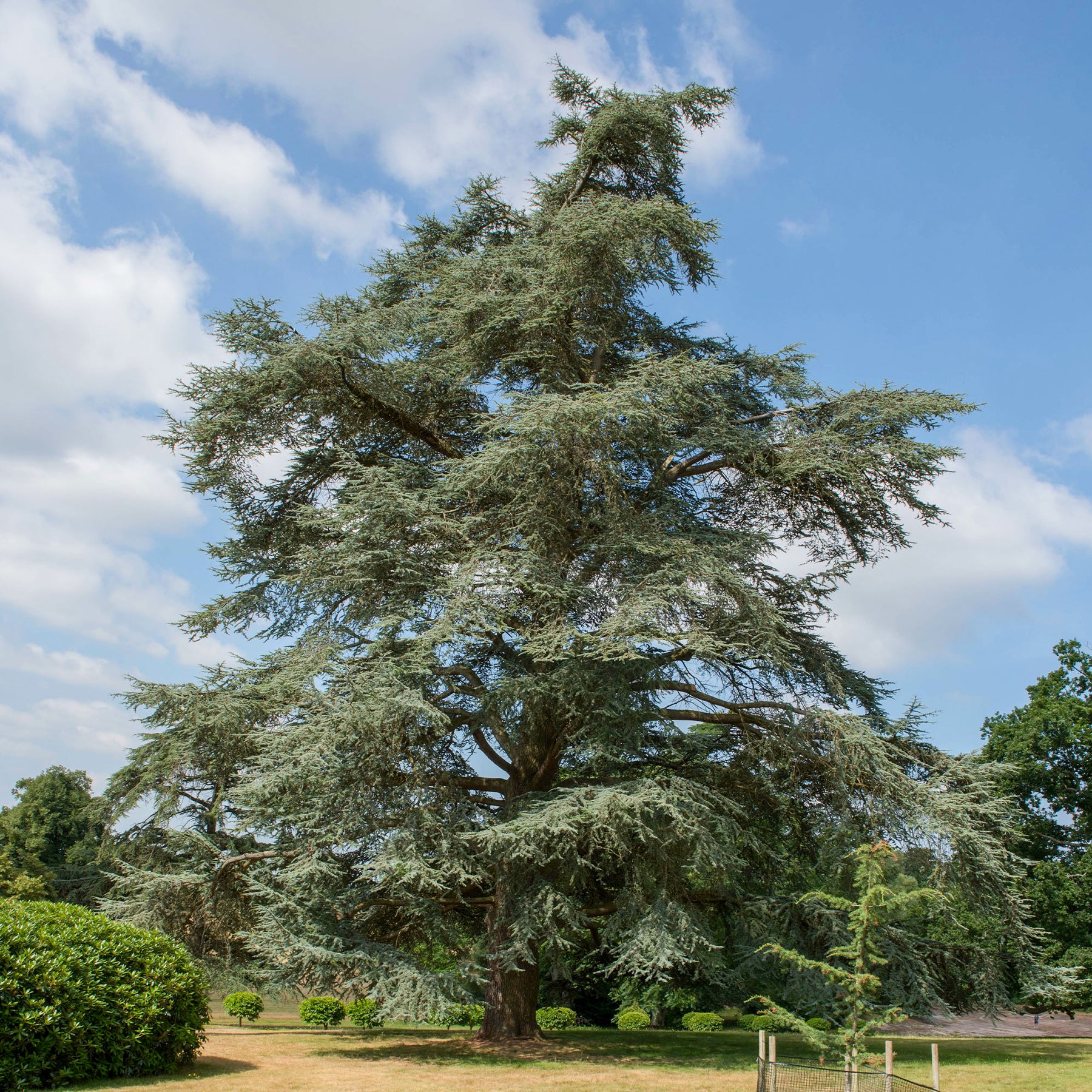 Blauwe ceder - Willemse