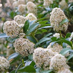 Skimmia - Willemse