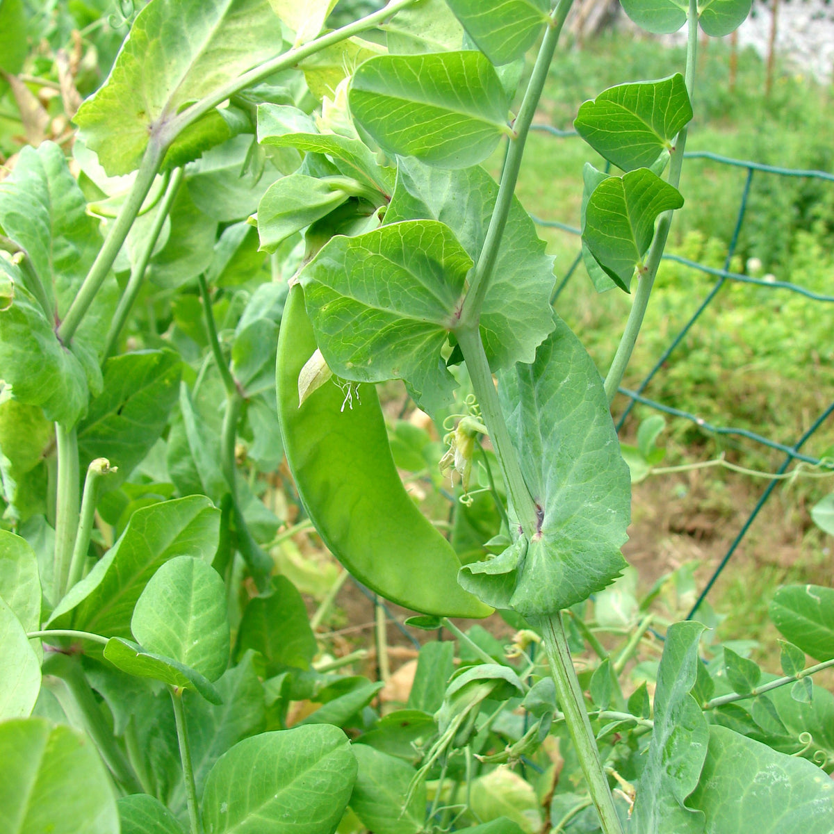 Peulen 'Héraut' - Pisum sativum héraut - Willemse