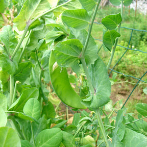 Peulen 'Héraut' - Pisum sativum héraut - Willemse