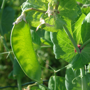 Peulen 'Héraut' - Willemse