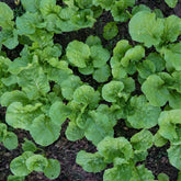Groene Raapstelen - Willemse