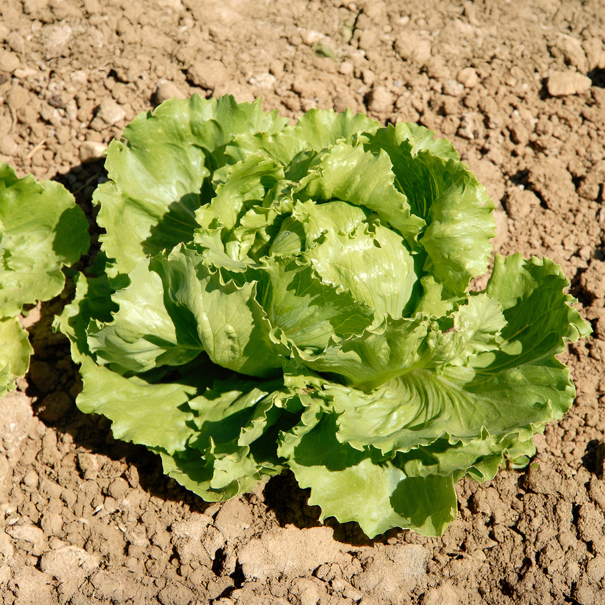 IJsbergsla Batavia Great Lakes - Willemse