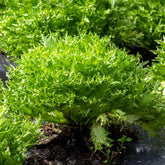 IJsbergsla Batavia Eazyleaf Skilton - Willemse