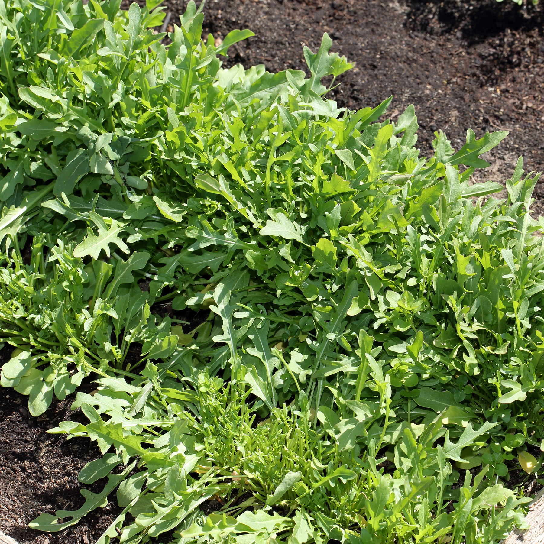 Wilde Rucola Sylvetta (Wild Rocket) - Diplotaxis selvatica sylvetta - Willemse