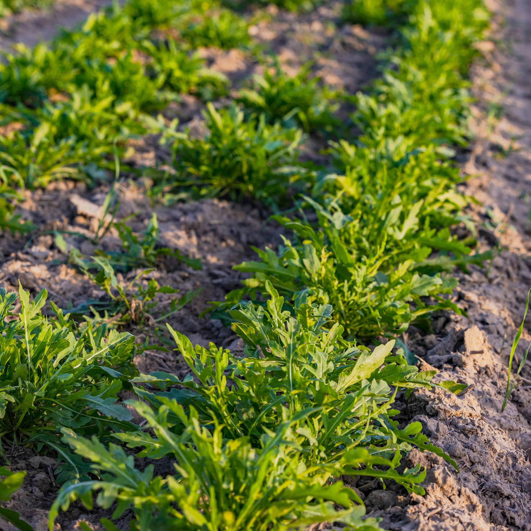 Rucola 'Rocky Wild' - BIO - Diplotaxis selvatica rocky wild - Willemse