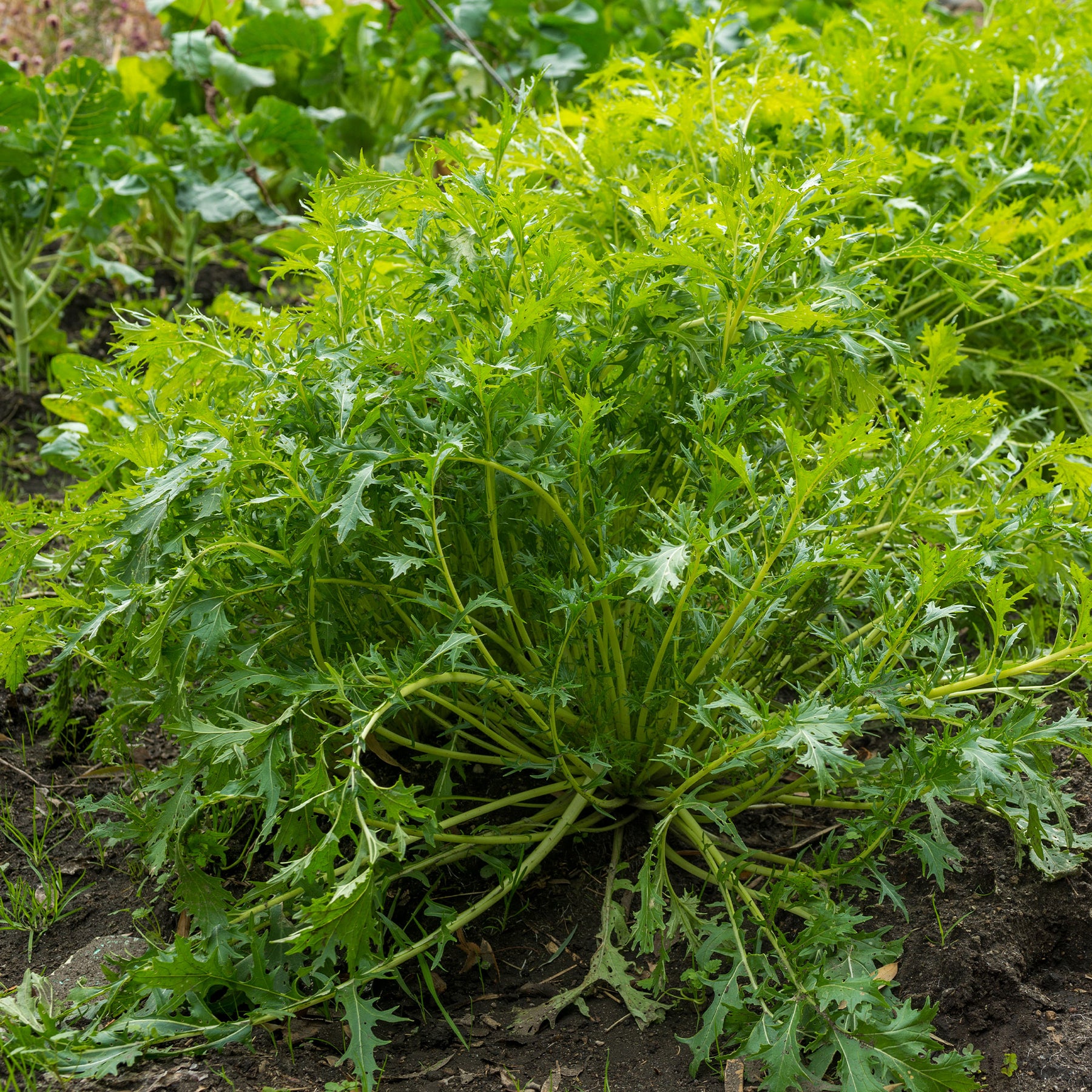 Raapsteel 'Mizuna' - BIO - Brassica rapa japonica mizuna - Willemse