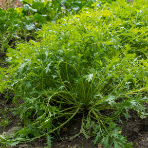 Raapsteel 'Mizuna' - BIO - Brassica rapa japonica mizuna - Willemse