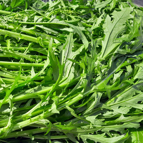Verkoop Raapsteel 'Mizuna' - BIO - Brassica rapa japonica mizuna