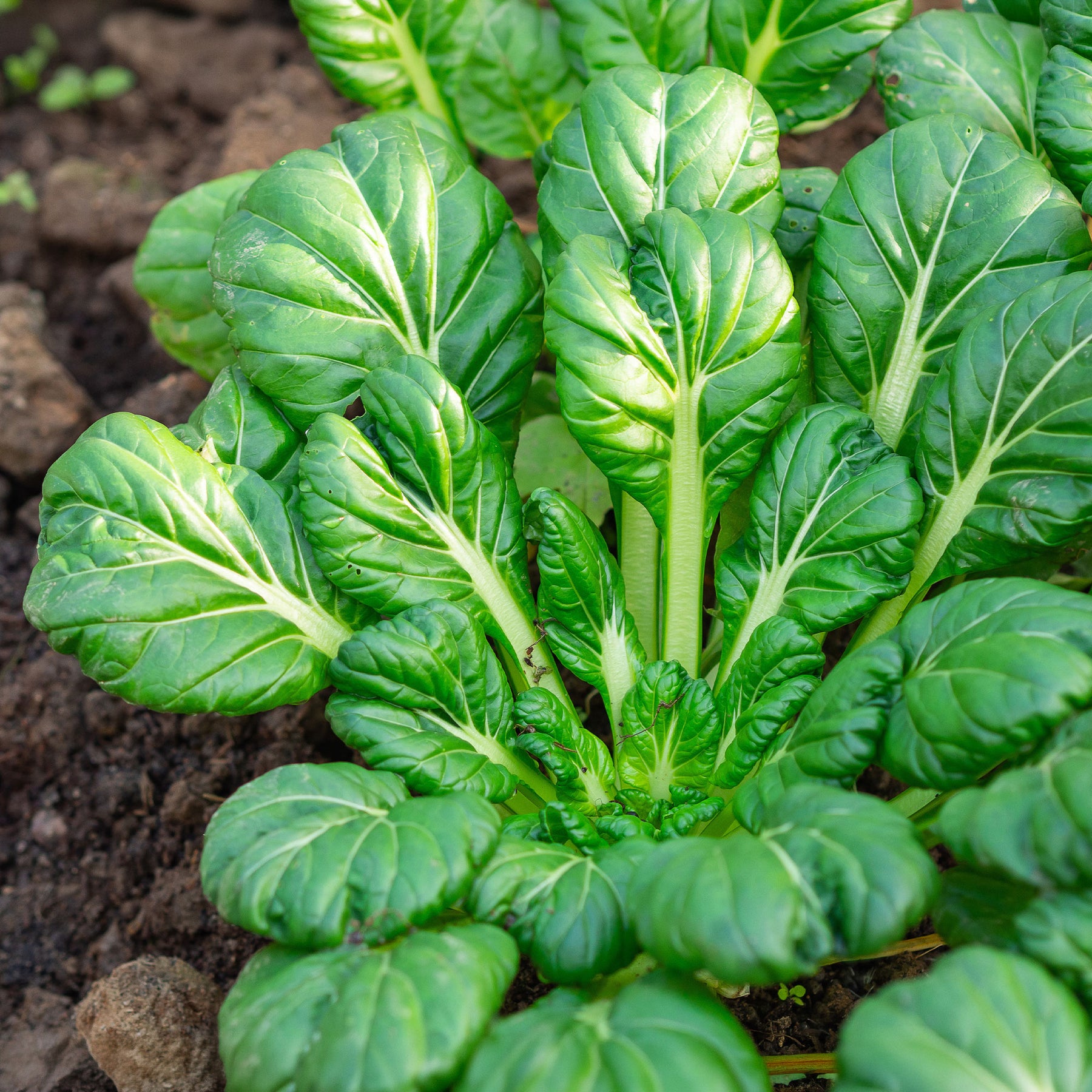 Tatsoi - BIO - Brassica rapa rosularis - Willemse