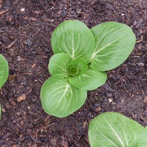 Paksoi 'Green Fortune' - Brassica campestris chinensis green fortune - Willemse