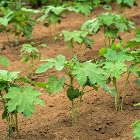 Verkoop Okra - Abelmoschus esculentus