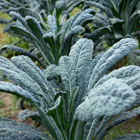Palmboerenkool Nero di Toscana Bio - Willemse