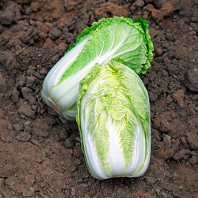 Chinese kool Spectrum F - Brassica pekinensis spectrum f1 - Willemse