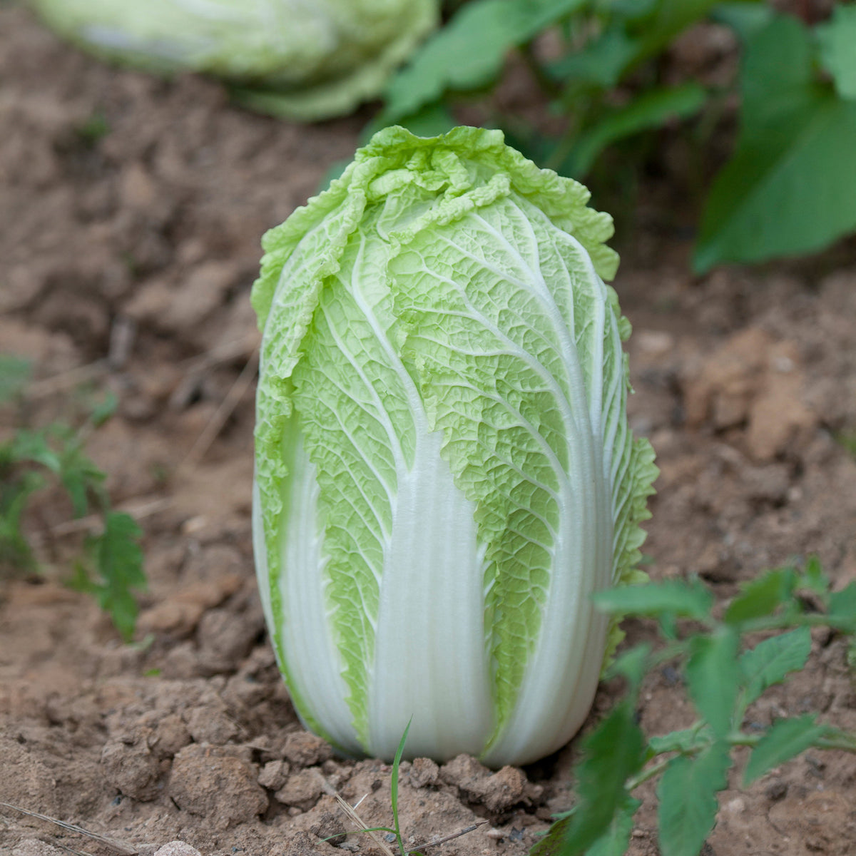 Chinese kool Spectrum F - Willemse