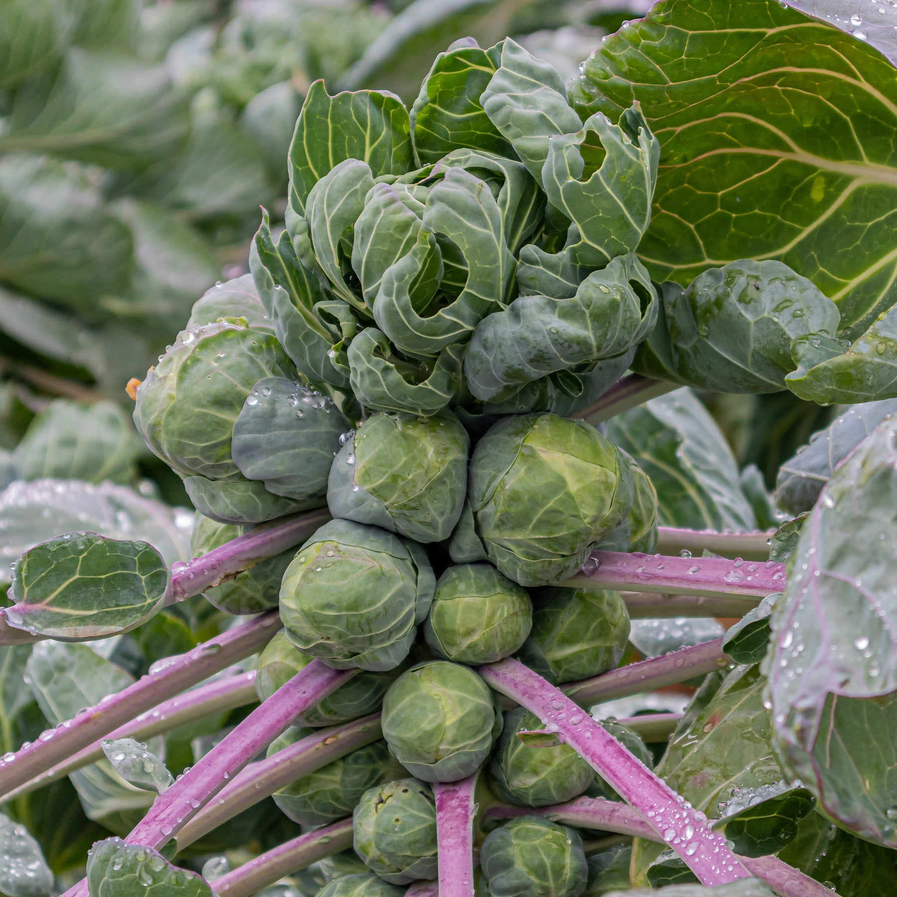 Spruiten 'Roodnerf' - Brassica oleracea gemmifera Roodnerf - Willemse