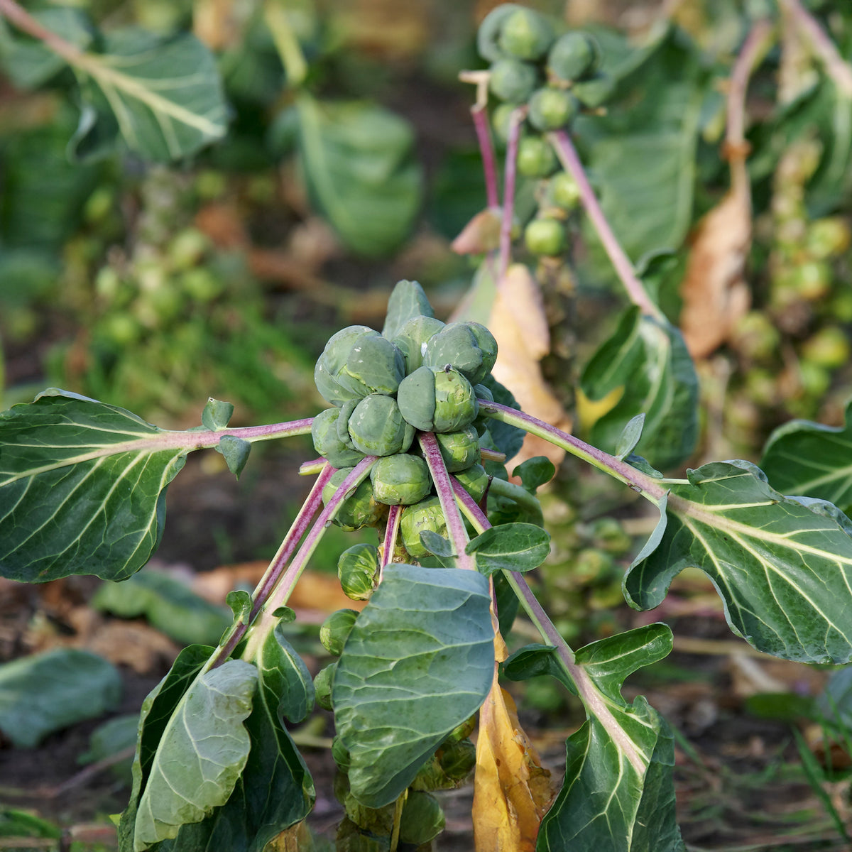 Spruiten 'Roodnerf' - Willemse