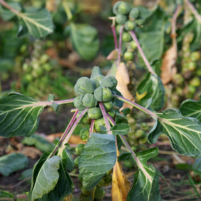 Spruiten 'Roodnerf' - Willemse