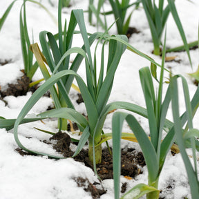 Winterprei Blauw Farinto