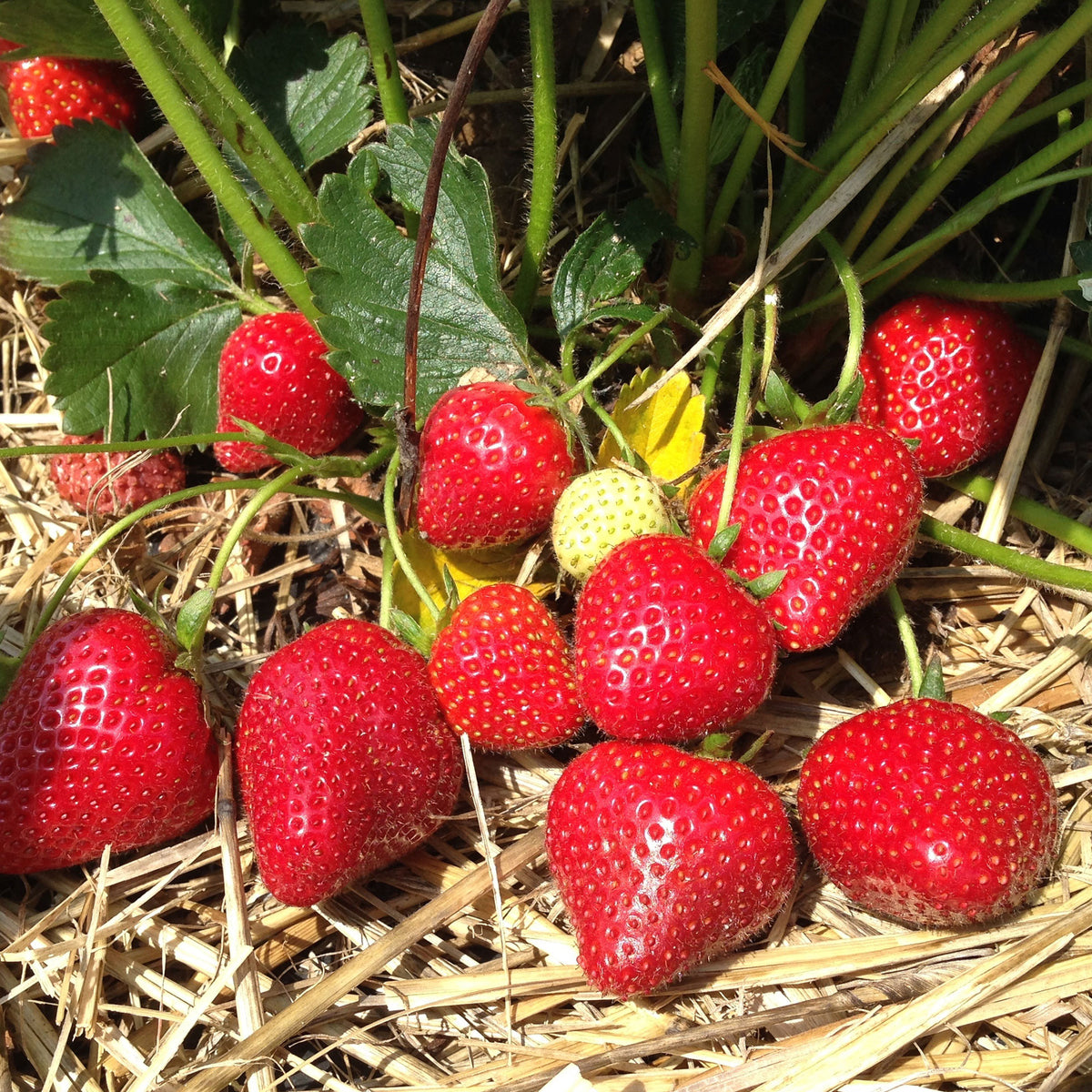 Aardbei 'Grandian F1' - Willemse