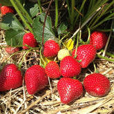 Aardbei 'Grandian F1' - Willemse