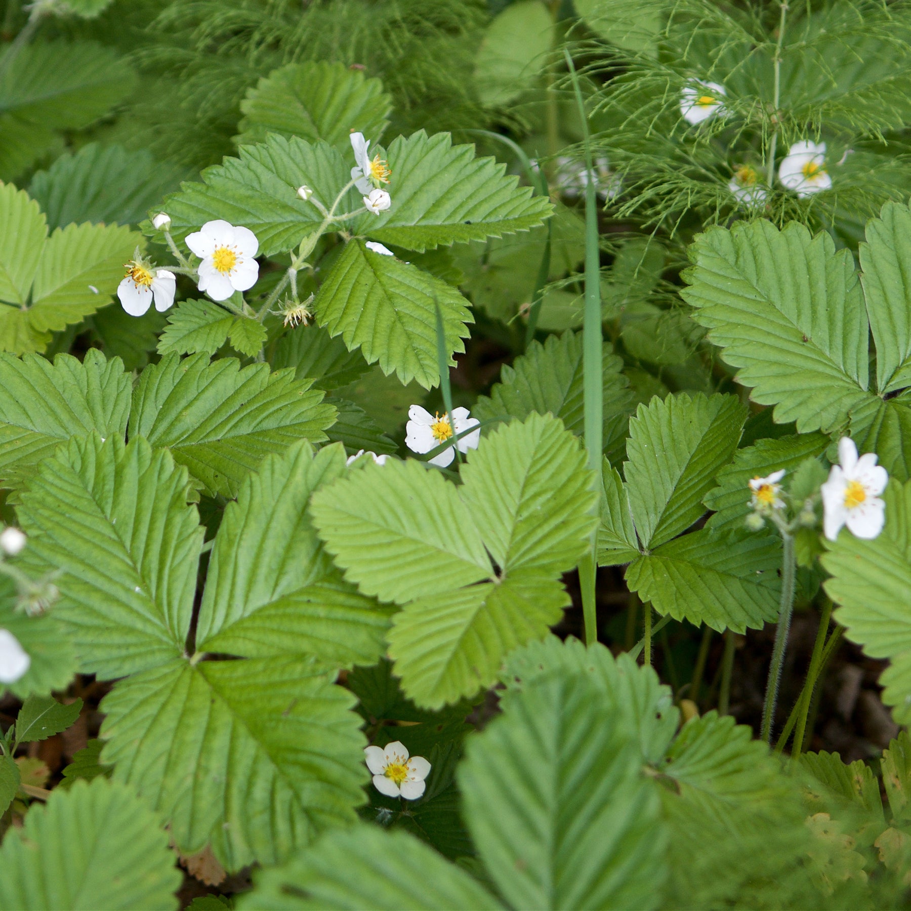 Fragaria vesca ruegen - Bosaardbei 'Rügen' - Overige fruitzaden