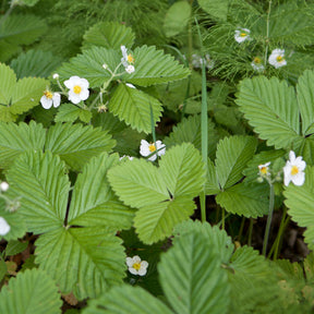 Fragaria vesca ruegen - Bosaardbei 'Rügen' - Overige fruitzaden