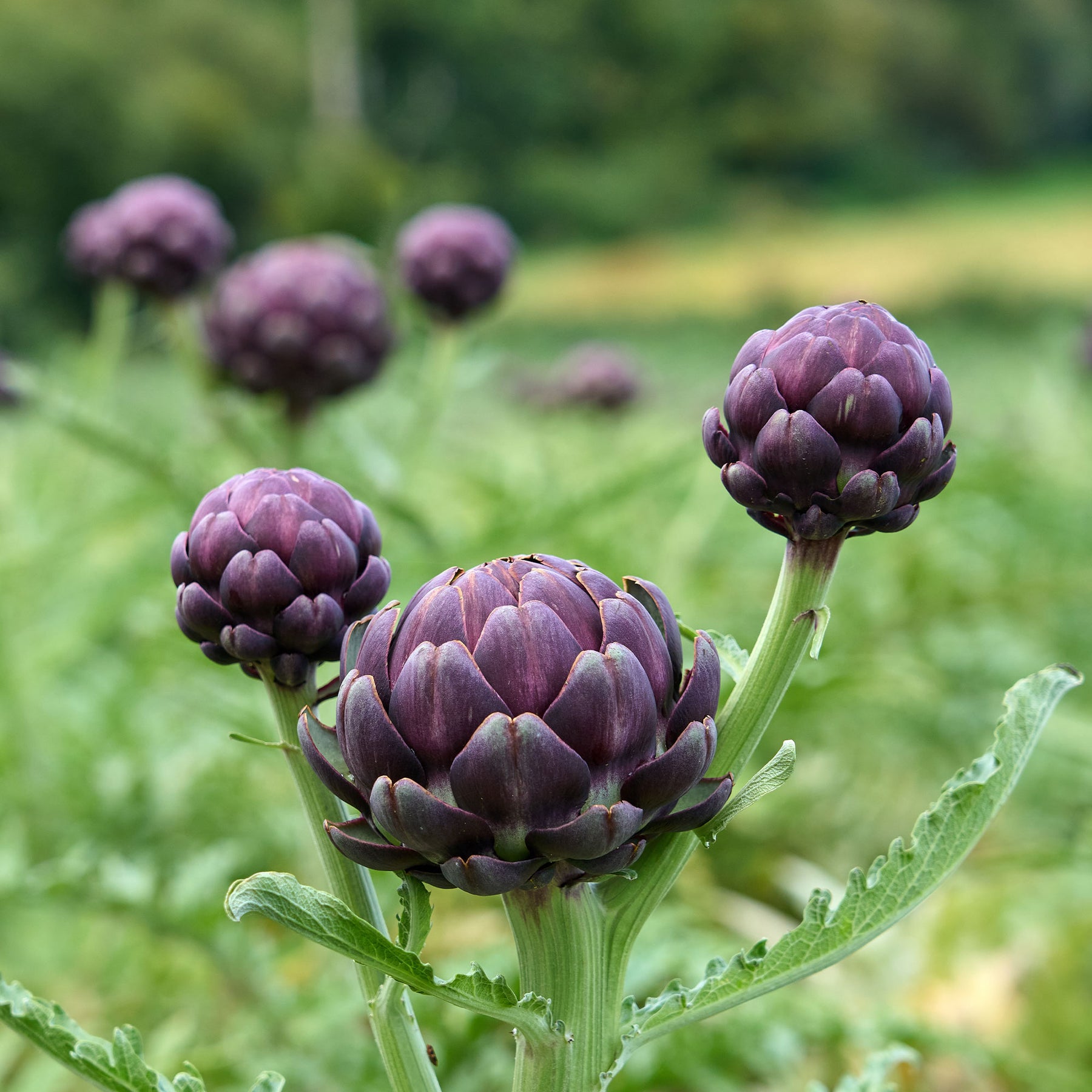 Artisjok 'Violet de Provence' - Willemse
